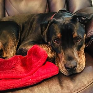 Meet your Posher, Rosemary